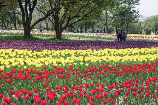 万博記念公園内の花壇